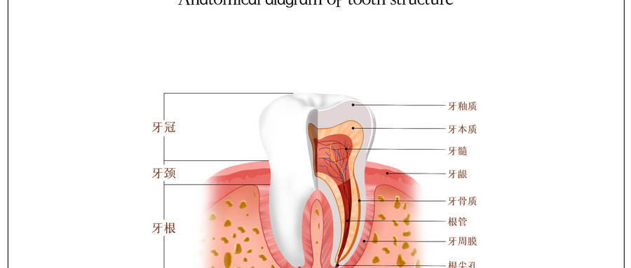 摄图网_401804984_wx_牙齿结构解剖图（企业商用）.jpg